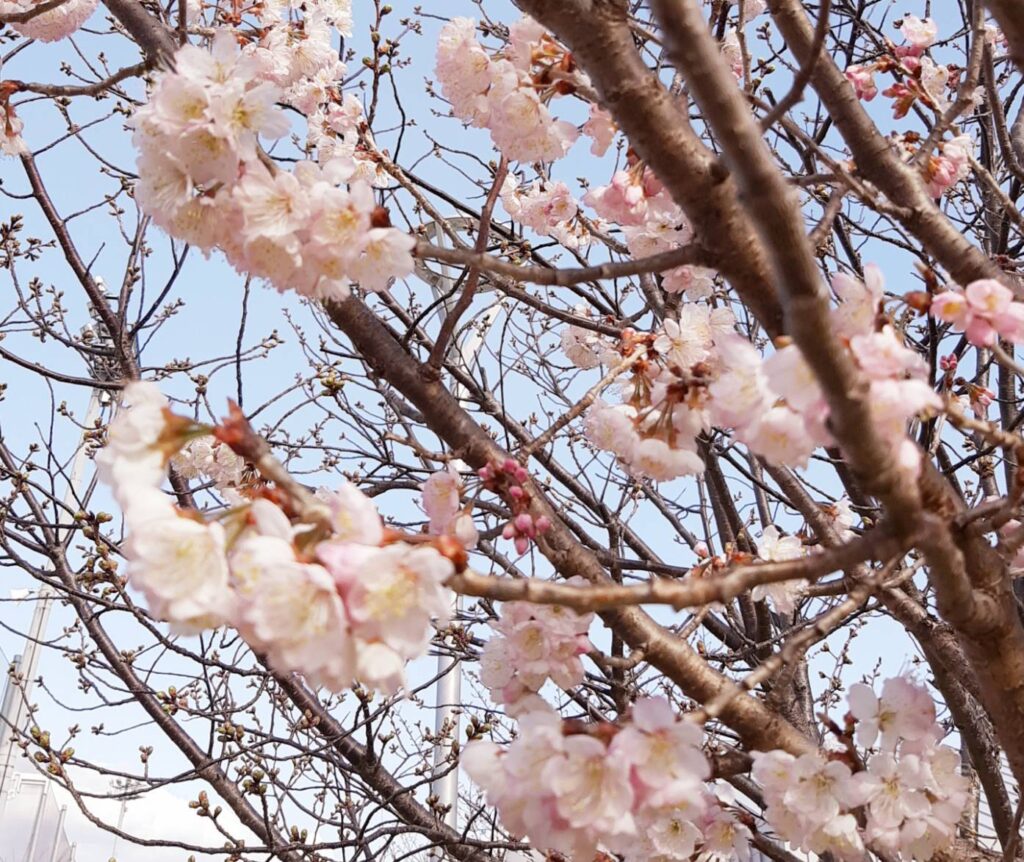 桜