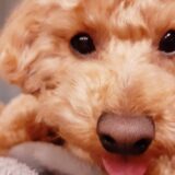 愛犬の警戒吠えをやめさせる方法とあかちゃんが初めて２，３歩歩いた日✨