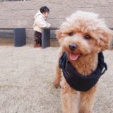 あかちゃんと愛犬がいる生活って大変！愛犬と少し離れたい…そう思ってしまったときに私が敢えてやること🌟